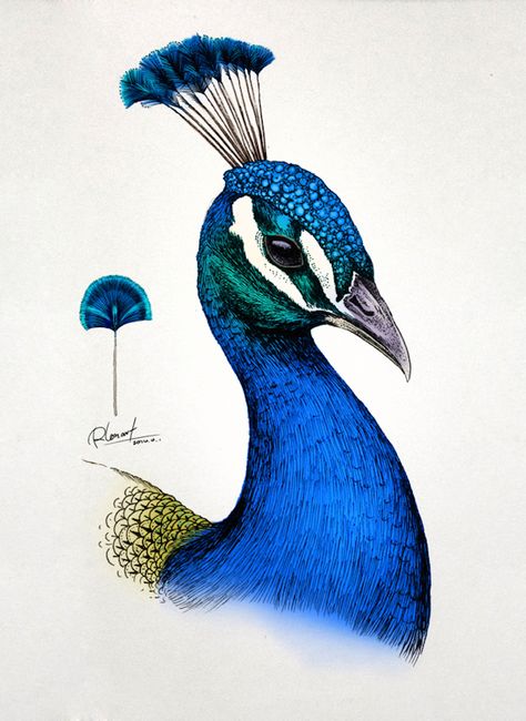 Intricate Animal Illustrations Burst with Color and Life - My Modern Met Peacock Face Drawing, Peacock Printable, Peacock Png, Peacock Tattoos, Peacock Portrait, Peacock Illustration, Watercolor Peacock, Peacock Drawing, Peacock Wall Art