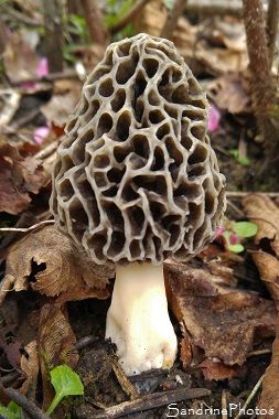 Morille commune, Morchella vulgaris, Champignons du Poitou, Pézizales, Poitiers 86 (8) Morel Mushroom Hunting, Edible Wild Mushrooms, Mushroom Pictures, Morel Mushroom, Edible Mushrooms, Mushroom Hunting, Forest Illustration, Wood Burning Patterns, Mushroom Fungi