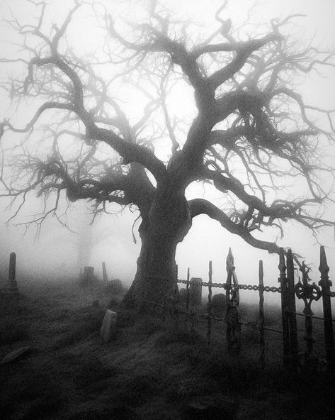 All Posts • Instagram Void Monster, Zombie Girl, Horror Monsters, Metal Tree Wall Art, Landscape Scenery, Film Stills, Graveyard, Black And White Photography, Cemetery