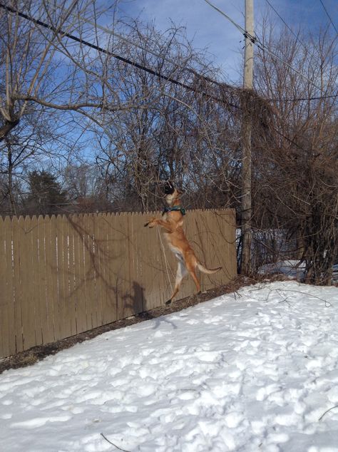 Belgian Malinois jumping Belgian Malinois Jumping, Police Dog, Belgian Shepherd, Belgian Malinois, Police Dogs, Military Police, World Cultures, Kraken, Vietnam