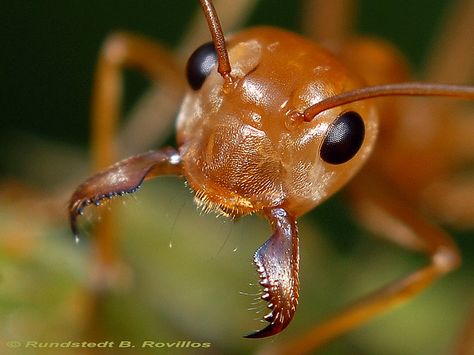 Ant Up Close, Ants Eye View, Big Ant, Ant Insect, Spider Control, Hard Photo, Fire Ants, Lovely Creatures, Creative Portfolio