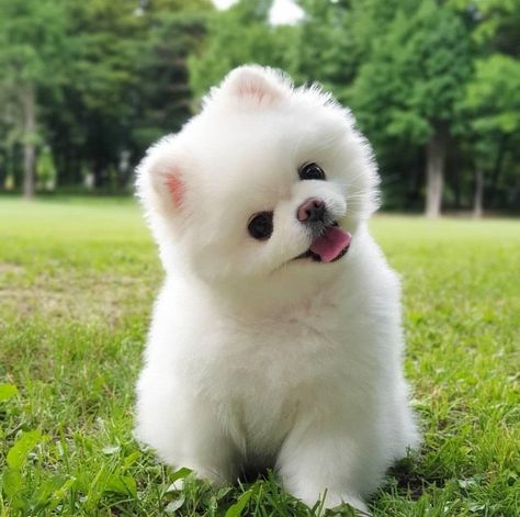 Anjing Poodle, Tattoos Dog, Cute White Dogs, Beginner Henna, Cute Fluffy Dogs, Pomeranian Puppy For Sale, Wallpaper Dog, Tattoo Dog