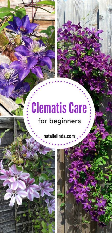 Clematis Care, Clematis Trellis, Clematis Armandii, Clematis Varieties, White Clematis, Sweet Autumn Clematis, Autumn Clematis, Clematis Montana, Purple Clematis