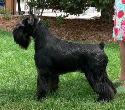 Elkhart Black Standard Schnauzers Schnauzer Black, Christmas Florida, Schnauzer Standard, Medium Sized Dogs Breeds, Medium Sized Dog, Black Schnauzer, Schnauzer Grooming, Puppy Pics, Every Dog Breed