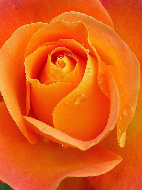 Apricot Orange, Kindle Sleeve, Mother Love, Orange You Glad, Orange Aesthetic, Orange Wallpaper, Rose Bud, Orange Crush, Orange Roses