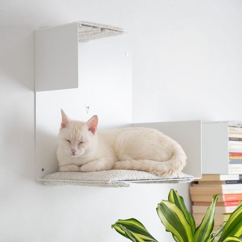 Cat Window Shelf, Classic Shelves, Cat Climbing Wall, Plasterboard Wall, Window Shelves, Cat Steps, Cat Window, Wall Bookshelves, Cat Shelves