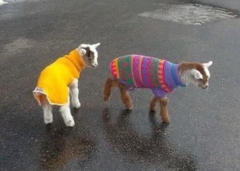 Baby Goats, Cute Creatures, Cute Little Animals, In The Rain, 귀여운 동물, Animals Friends, Beautiful Creatures, Animal Kingdom