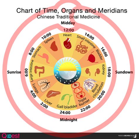 Chart of Meridians, time and organs. Traditional Chinese Medicine and Acupuncture. Chinese Traditional Medicine, Yoga Breathing Techniques, Waking Up At 3am, Spiritual Awakening Signs, Trouble Sleeping, Endocrine System, 3 Am, Traditional Medicine, Spiritual Meaning