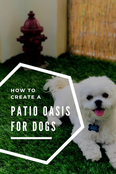 How to turn a patio or balcony into a play area and potty spot for dogs. Includes where to buy, and cute pictures of a Samoyed and Maltipoo Balcony Potty Area For Dogs, Small Patio Ideas For Dogs, Balcony Ideas Apartment Dog Friendly, Dog Friendly Patio Apartment, Pet Balcony Ideas, Pet Friendly Balcony Ideas, Balcony Pet Area, Apartment Balcony For Dogs, Balcony Dog Area