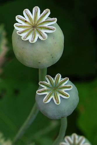 Poppy heads might add a nice botanical detail                                                                                                                                                      More Poppyseed Chicken, Poppy Heads, Poppy Seed Pods, Poppy Flower Tattoo, Poppy Seed Chicken, Poppy Pods, Poppy Drawing, Poppies Tattoo, Airbrush Art