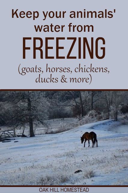 Farm Tips And Tricks, Water Trough For Goats, Pig Water Trough, Sheep Water Trough, How To Keep Water Troughs From Freezing, How To Keep Water From Freezing In Coop, Winter Farm Hacks, Keeping Water Troughs From Freezing, Keep Chickens Warm In Winter