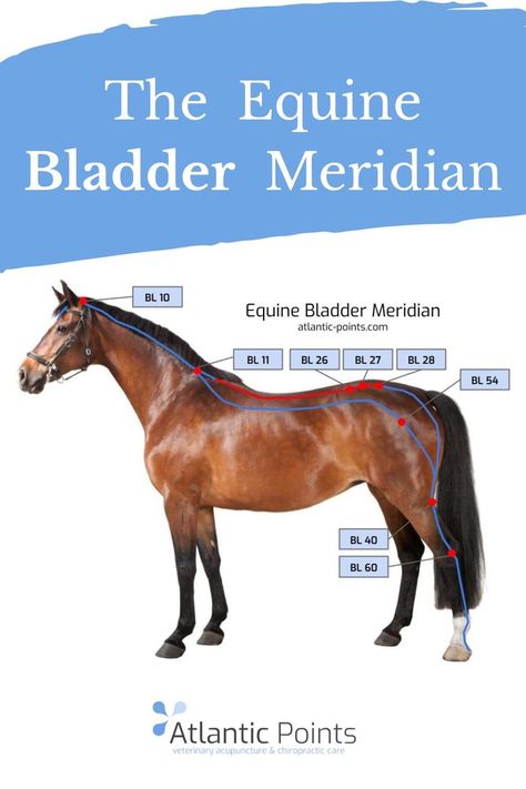 Bladder Meridian, Equine Massage Therapy, Acupuncture Charts, Equine Acupressure, Horse Massage, Horse Healing, Equine Massage, Acupuncture Point, Equine Therapy