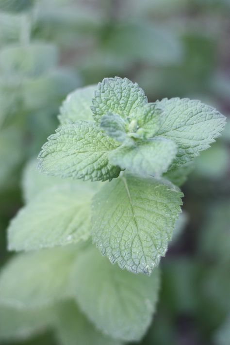 Mint Aesthetic, Growing Mint, Mint Flowers, Mint Plants, Flower Farmer, Mint Candy, Plant Aesthetic, Out Of Control, Mint Leaves