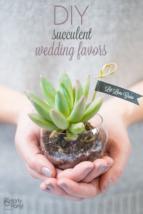 Succulents are a huge trend right now in both decorating and gardening, so why not leave your guests with something that they can actually use?  These adorable wedding favors are beautiful and very... Garden Wedding Favors, Succulent Wedding Favors, Succulent Favors, Wedding Gifts For Friends, Candy Wedding Favors, Succulent Wedding, Favors Diy, Diy Wedding Favors, Unique Wedding Favors