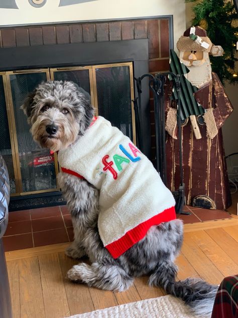 Aussie Doodle Full Grown, Aussiedoodle Full Grown, Aussie Doodle Puppy, Aussie Doodle, Blue Merle Aussie, Doodle Dog, Blue Merle, Ugly Christmas, Christmas Sweater