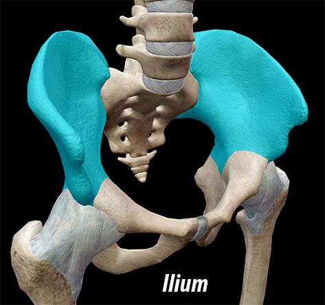 3D Skeletal System: The Pelvic Girdle Appendicular Skeleton, Female Pelvis, Axial Skeleton, Pelvic Girdle, Latissimus Dorsi, Skeletal System, Lower Limb, Alone Photography, Anatomy And Physiology