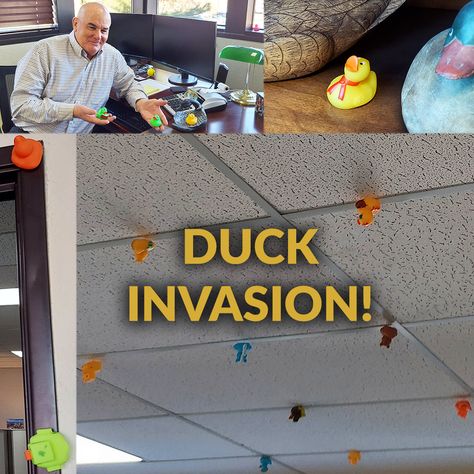 Office Pranks, Senior Pranks, Office Fun, His Office, Cool Office, Crazy Life, Rubber Duck, Ducks, And Now