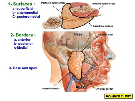 Surface Anatomy, Parotid Gland, Study Info, Medical Study, Dental Anatomy, Medical Studies, Medical Anatomy, Lymph Nodes, Nerve