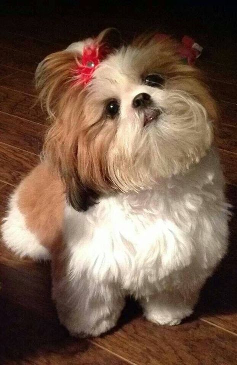 Female Shih Tzu / Showing off her pony tail. Chien Shih Tzu, Shitzu Dogs, Shih Tzu Puppy, Shih Tzu Dog, Shih Tzus, White Dog, Little Dogs, 귀여운 동물, Shih Tzu