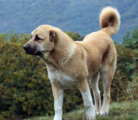 Armenian Gampr, shepherd dog. It is clear that the dog has been a part of Armenian culture since pre-history and has been a vital part of Armenian household ever since. From sheep herding, guarding, hunting and even in war the dog has been a true friend and assistant in the survival of the Armenian nation. American Alsatian, Train Puppy, Estrela Mountain Dog, Crate Train, Karelian Bear Dog, Dog Types, Armenian History, Guardian Dog, Livestock Guardian Dog