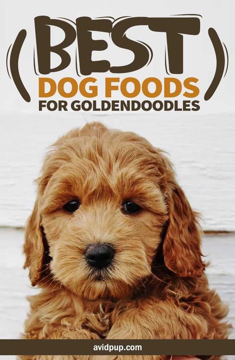 Goldendoodle Clothes For Dog, Goldendoodle Puppy Haircut, Mini Goldendoodles, Goldendoodle Haircuts, Golden Doodle Puppy, Holistic Dog Care, Goldendoodle Grooming, Best Puppy Food, Puppy Haircut