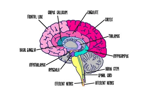 Brain Labeled  - Notability Gallery Brain Labeled Diagram, Brain Diagram Psychology, Brain Diagram, Brain Models, Basal Ganglia, Corpus Callosum, Family Nurse Practitioner, Study Essentials, Frontal Lobe