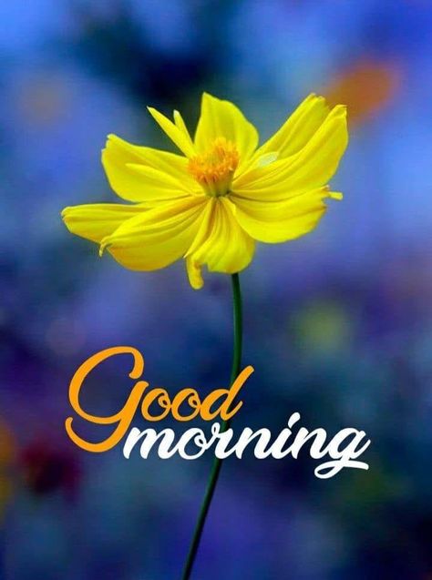 Good Morning Rose Flower, Good Morning Rose, Best Good Morning Images, Good Morning Quotes Friendship, Good Morning Animals, Gif File, Good Morning Winter, Good Morning Sunday Images, Good Morning Image