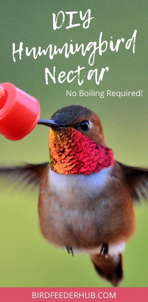 Make your own hummingbird nectar, it's easy and only requires one ingredient. Our no boil hummingbird nectar is quick and simple, to keep up with feeding your hungry hummers!  #hummingbirds #hummingbirdfeeder #nectar #nectarfeeder  https://birdfeederhub.com/how-to-make-hummingbird-nectar-without-boiling-the-water/ Hummingbird Food Recipe No Boil, How To Make Hummingbird Nectar, Hummingbird Water Recipe, Hummingbird Food Recipe, Sugar Water For Hummingbirds, Yard Hacks, Homemade Hummingbird Feeder, Homemade Hummingbird Nectar, Homemade Hummingbird Food