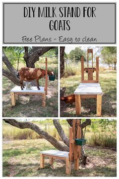 Goat Stand Diy, Diy Milk Stand For Goats, Goat Milk Stand Plans, Goat Stand Plans, Goat Milk Stand Diy, Goat Milking Stand Diy Plans, Goat Shelter Diy, Goat Enclosure Ideas, Goat Barn Plans