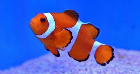 Nemo Pictures, Fish Pictures, Real Fish, Nemo Fish, Fish From Nemo With Scar, Fish From Nemo, Nemo Fish Cartoon, Finding Nemo Fish, Finding Nemo Coral Reef