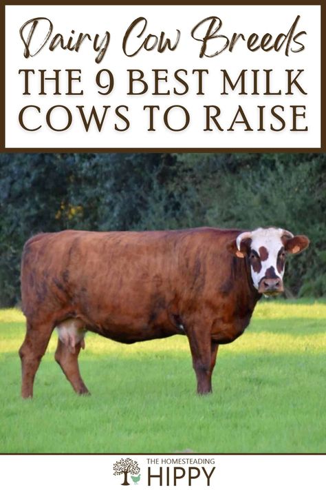 Keeping even one or two dairy cows on your homestead can give you and your family lots of milk. Learn about 9 great breeds here. #cows #cattle Dairy Cow Breeds, Cow Facts, Breeds Of Cows, Homestead Animals, Survival Essentials, Cattle Feed, Homestead Ideas, Mini Cows, Homestead Farm