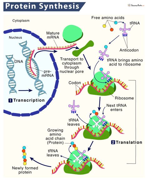 Protein Synthesis – Location, Process, Steps, & Diagram Protein Synthesis Poster, Polypeptide Synthesis Model, Protein Synthesis Diagram, Protein Synthesis Model, Protein Synthesis Notes, Protein Synthesis Activity, Biology Model, Stem Biology, What Is Protein