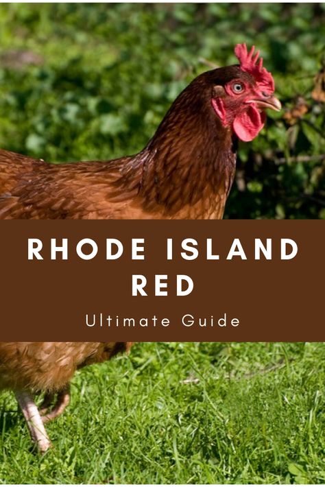 Rhode Island Chickens, Raising Rhode Island Red Chickens, Rode Island Red Chicken, Rhode Island Red Chickens Eggs, Those Island Red Chickens, Road Island Red Chickens, Dual Purpose Chickens, Chicken Tricks, Chicken Kisses