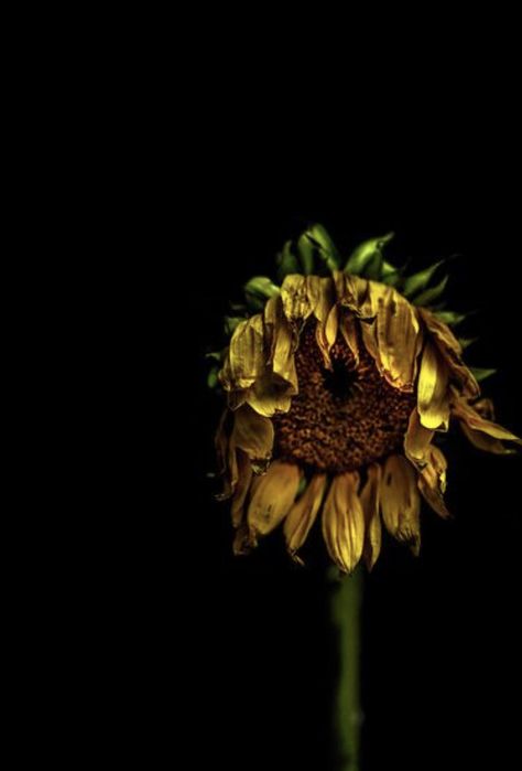 Dried Sunflowers, Billy Kidd, Sunflower Photography, Sunflower Drawing, Growth And Decay, Sunflower Pictures, Sunflower Garden, Sunflower Wallpaper, Dark Flowers