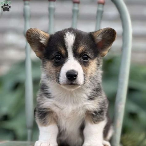 Cadie - Pembroke Welsh Corgi Puppy For Sale in New York Corgi Puppies For Sale, Pembroke Welsh Corgi Puppies, Puppies For Sale Near Me, Greenfield Puppies, Puppy Finder, Corgi Puppies, Welsh Corgi Puppies, Cute Kawaii Animals, Corgi Puppy