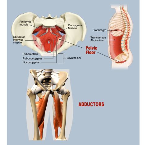 Pudendal Nerve, Massage For Headache, Trapped Nerve, Levator Ani, Healthy Inspiration, Pelvic Tilt, Muscle Anatomy, Pelvic Floor Muscles, Hip Pain