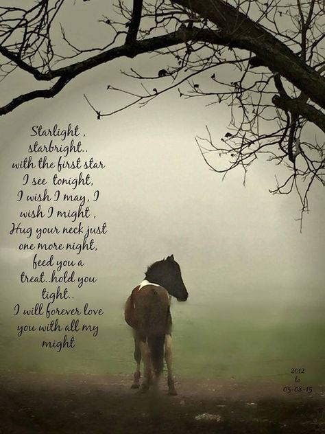 ♥ Starlight, starbright, with the first star I see tonight.  I wish I may, I wish I might, Hug your neck just one more night, feed you a treat, hold you tight.  I will forever love you with all my might! Horse Poems, Equine Quotes, Inspirational Horse Quotes, Horse Riding Quotes, Equestrian Quotes, Horse Memorial, Riding Quotes, Horse Quotes, Horse Crazy