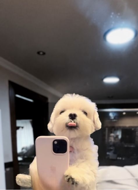 Cute Dog Selfie, Puppy Mirror Selfie, Animal Mirror Selfie, Dog Holding Phone, Dog Mirror Selfie, Dog Taking Selfie, Dog With Phone, Pfp Dog, Iphone Mirror Selfie