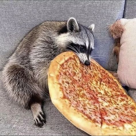 Pet Raccoon, Cute Raccoon, Raccoon Funny, Trash Panda, Silly Animals, Racoon, A Pizza, Cute Animal Photos, Silly Cats