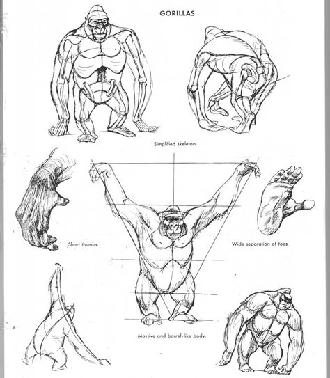 The Art of Animal Drawing by Ken Hultgren Gorilla Anatomy, Monkey Drawing, Gorillas Art, Animal Skeletons, Monkey Art, Drawing Studies, Animal Drawing, Anatomy Drawing, Sketch Inspiration