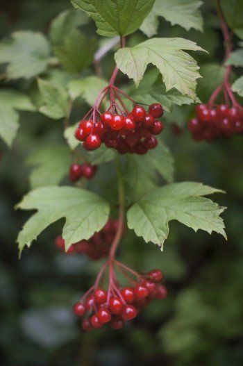 Cranberry Viburnum, Cranberry Plant, Cranberry Tree, Fruit Nursery, Highbush Cranberry, Guelder Rose, Small Shrubs, Pollinator Garden, Flower Care