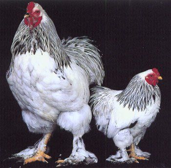 Click this image to show the full-size version. Chicken Backyard, Light Brahma, Bantam Chicken, Brahma Chicken, Bantam Chickens, Fancy Chickens, Laying Hens, Beautiful Chickens, Keeping Chickens