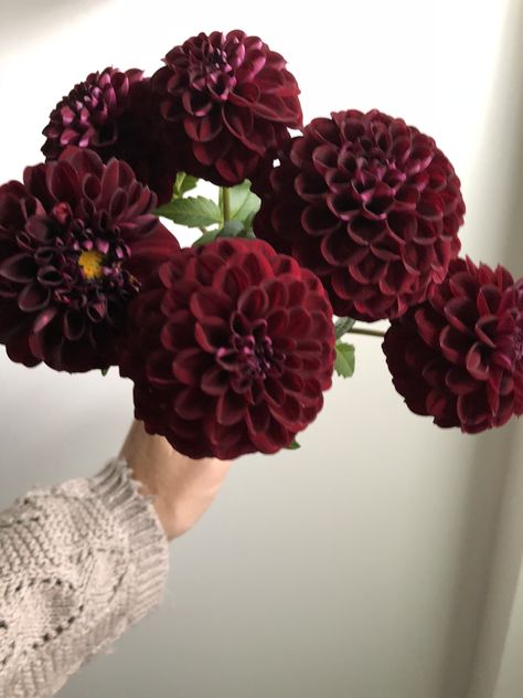 Black Dahlia Flower Bouquet, Dahlia Bouquet Aesthetic, Dark Dahlia Bouquet, Burgundy Dahlia Bouquet, Dark Dahlia Flower, Maroon Dahlia, Dalia Bouquet, Cosmos Wedding Bouquet, Winter Flower Arrangements