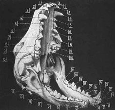 thylacine Carnivore Teeth, Mood Night, Tasmanian Tiger, Animal Skeletons, Animal Teeth, Vulture Culture, Dental Art, Dark Magic, Animal Study