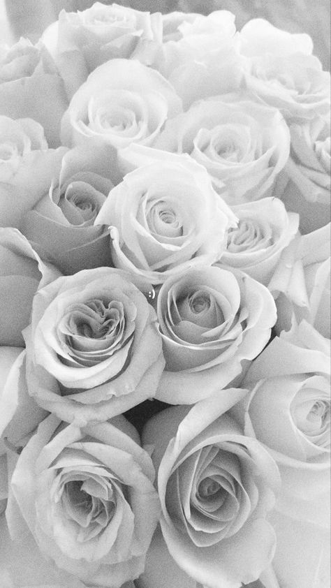 Best Flower Pictures, Gray Aesthetic, Grey Flowers, Black And White Aesthetic, Grey Background, Beautiful Backgrounds, Over The Rainbow, Room Posters, White Aesthetic