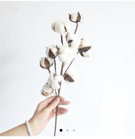 Jan 8- Jan 14, Free shipping on everything  ‬ Use Code:RGBF1 Get 25% OFF Discount! Cotton Branches, Flower Branches, Cotton Decor, Vase Display, Cotton Stems, Cotton Boll, Flowers Vase, Wedding Floral Centerpieces, Cotton Plant