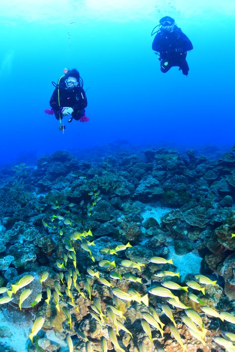 Cocos Island, Costa Rica 2018 Cocos Island, Costa Rica, Sci-fi Spaceship, Diving, Sci Fi, Isla Del Coco