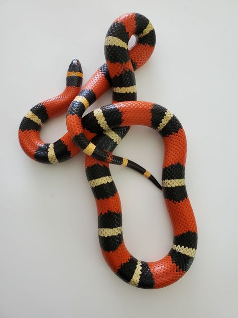 From our Star Wars Collection... Meet the Jedi "Ahsoka Tano." She is a Half Pueblan x Half Sinaloan Milk Snake. #colubridkings #colubridsofinstagram #colubrids #colubrids #milksnake #milksnakes #milksnakesofinstagram #kingsnake #sinaloanmilksnake #pueblanmilksnake #starwars #starwarscollection #ahsokatano #ashoka #jedi #apprentice #snake #snakes #snakesofinstagram #snakecollection Pueblan Milk Snake, Milk Snake Tattoo, Jedi Apprentice, Snake Spirit Animal, Snake Turtle, Milk Snake, Birds Photography Nature, Pretty Snakes, Coral Snake