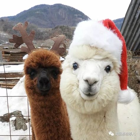 Carnival Of The Animals, Photos Animals, Baby Farm Animals, Wild Baby, Cute Alpaca, Christmas Wonderland, Christmas Photoshoot, Easy Christmas Diy, Christmas Vibes