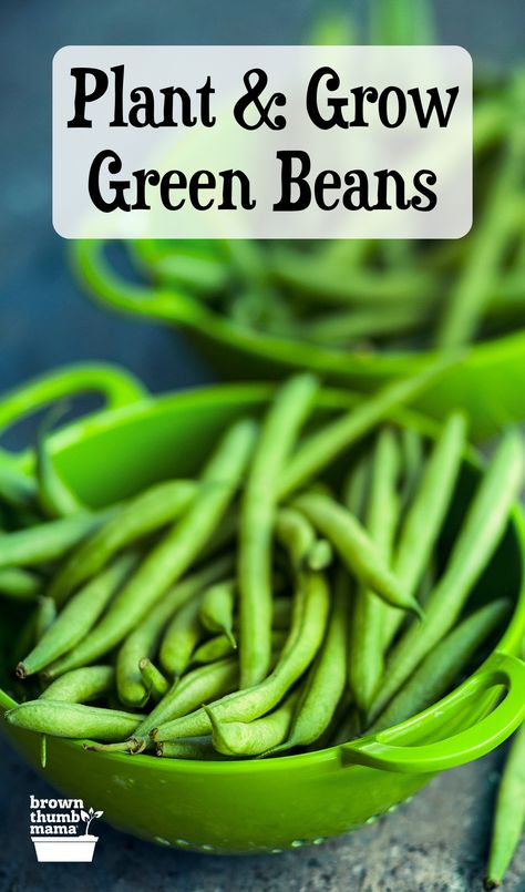 Grow Green Beans, Green Bean Seeds, Types Of Green, Growing Green Beans, Growing Beans, Snap Beans, Modern Gardens, Garden At Home, Bean Varieties